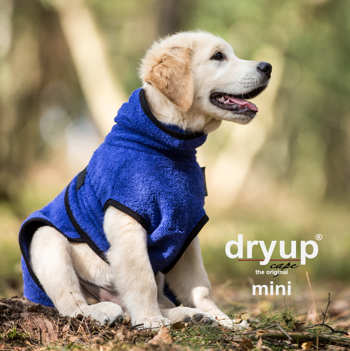 Dryup® cape blueberry Mini